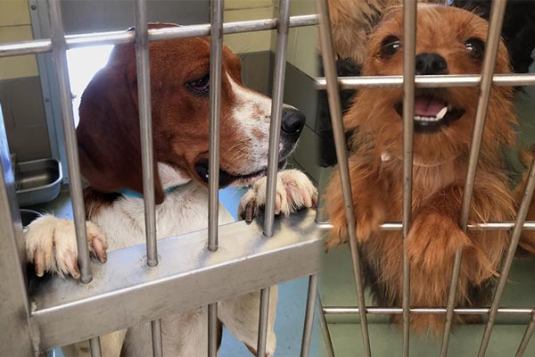 devore animal shelter lost dogs