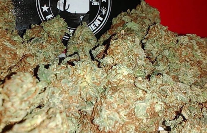 Cannabis-web